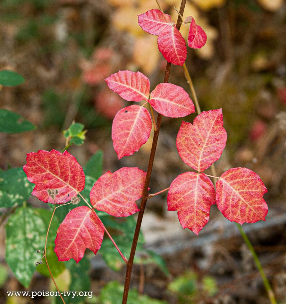 California Poison Oak 2 pacific poison oak