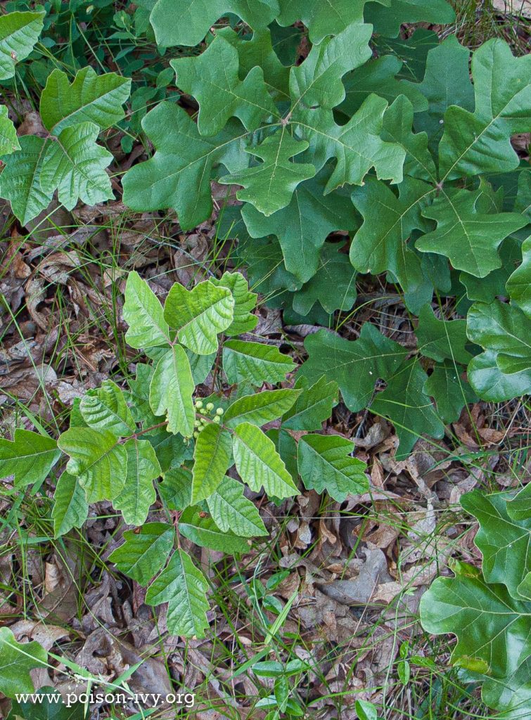 Atlantic poison oak with actual oak