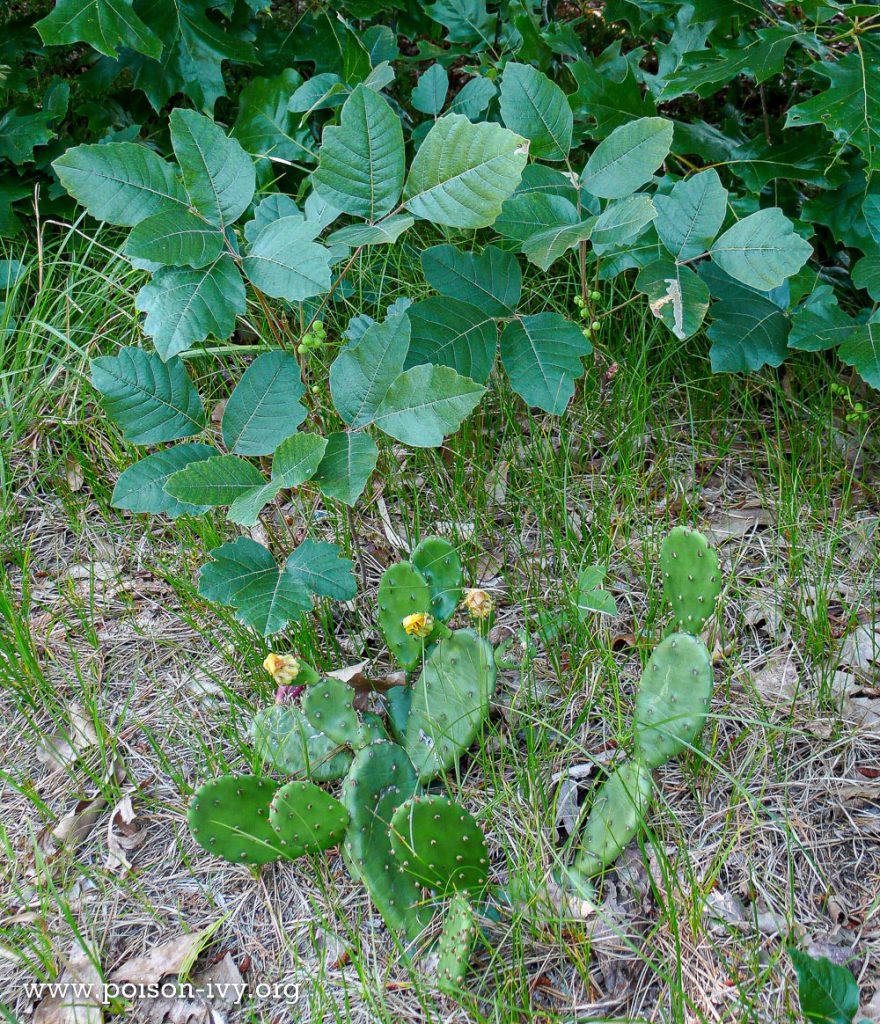 Atlantic poison oak with cactus