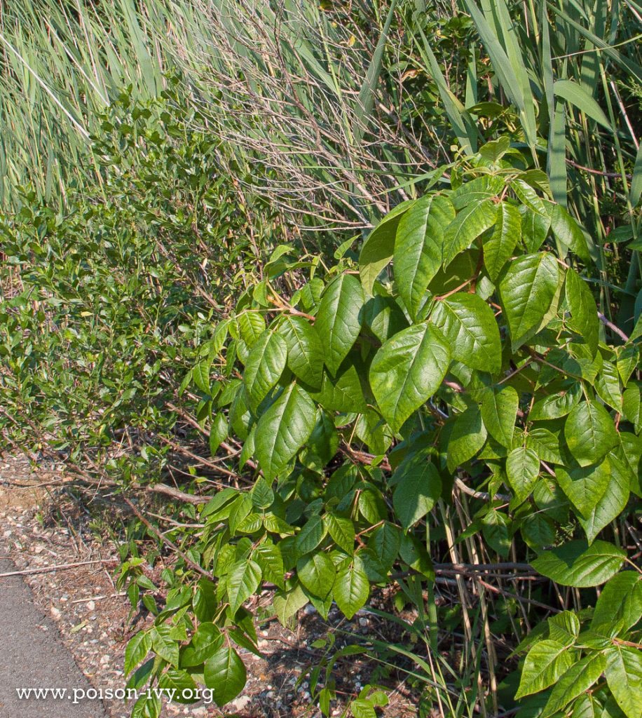 Atlantic poison oak along path