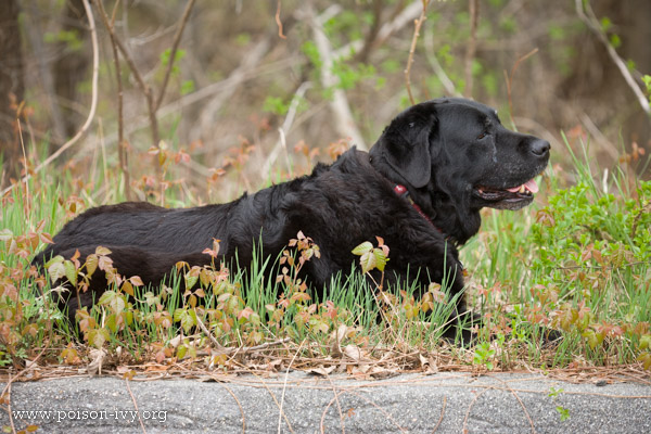 dog in poison ivy