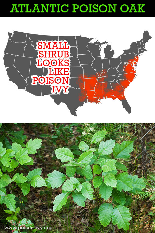 featured atlantic poison oak