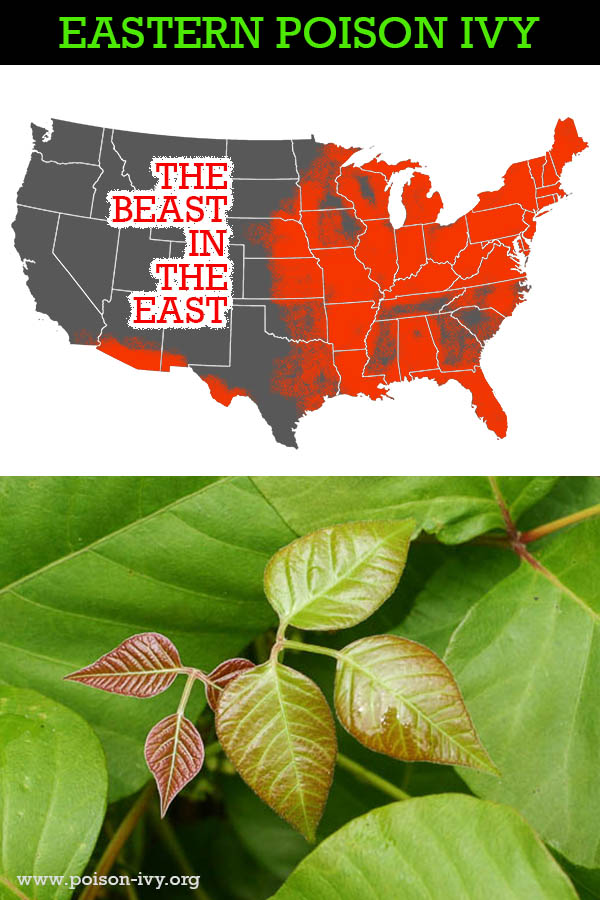 Plant Identification 1 featured eastern poison ivy