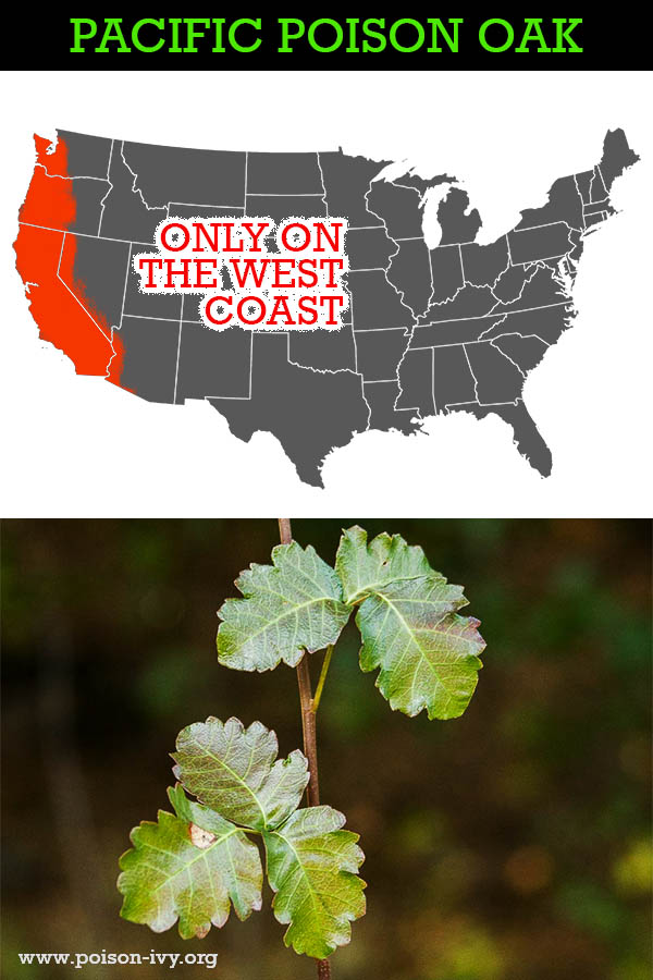 featured pacific poison oak