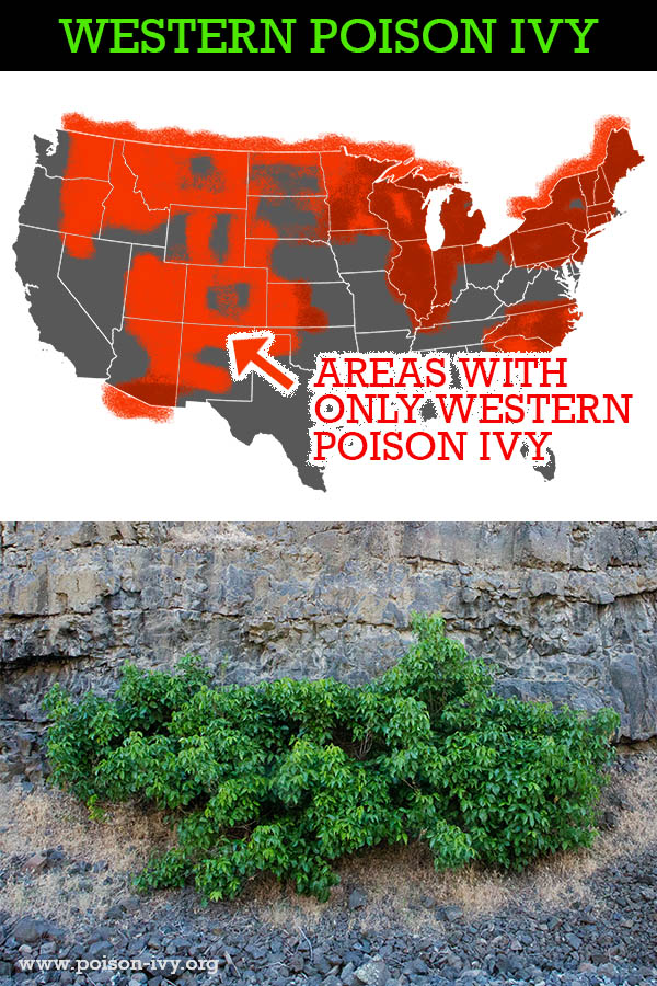 featured western poison ivy