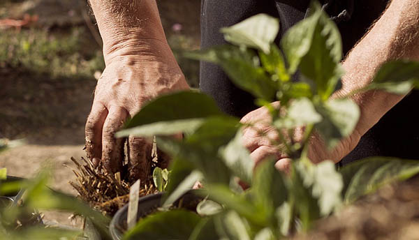 gardening