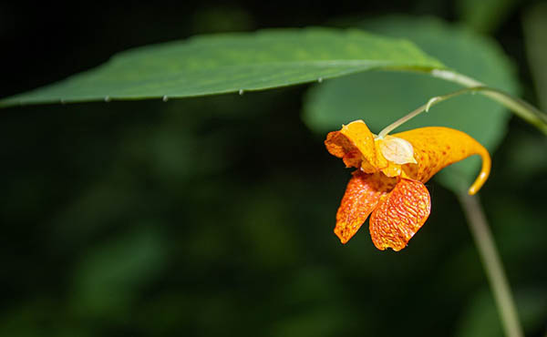 jewelweed