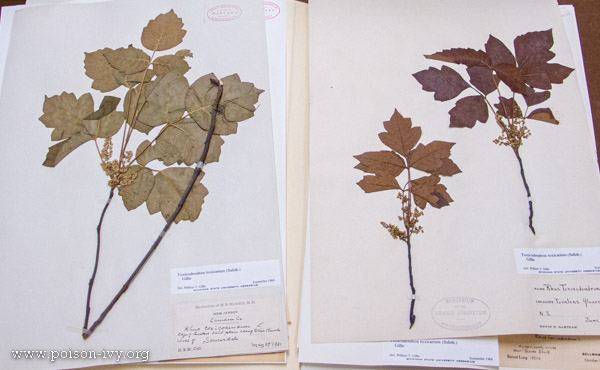 poison-ivy-museum-specimens