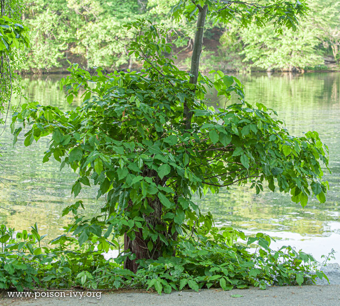 poison-ivy-shrub