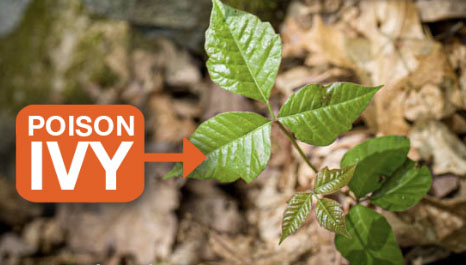 poison ivy quiz