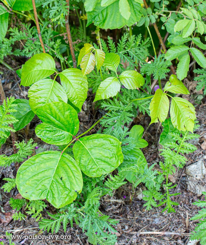 Western Poison Ivy 10 western poiso ivy 6 13 10