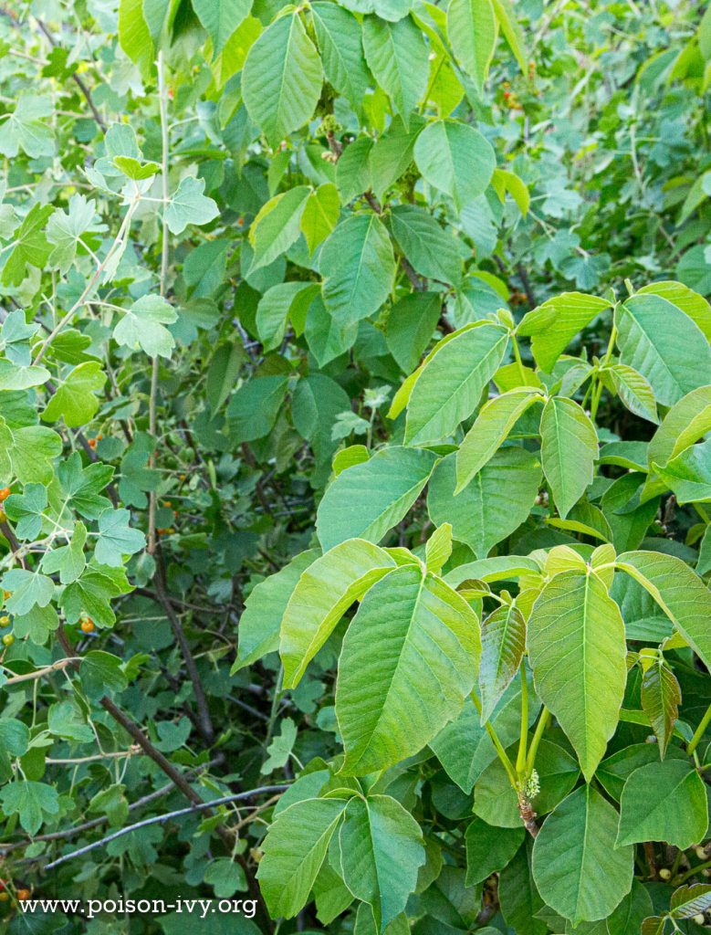 Western Poison Ivy 9 western poison ivy 6 13 114