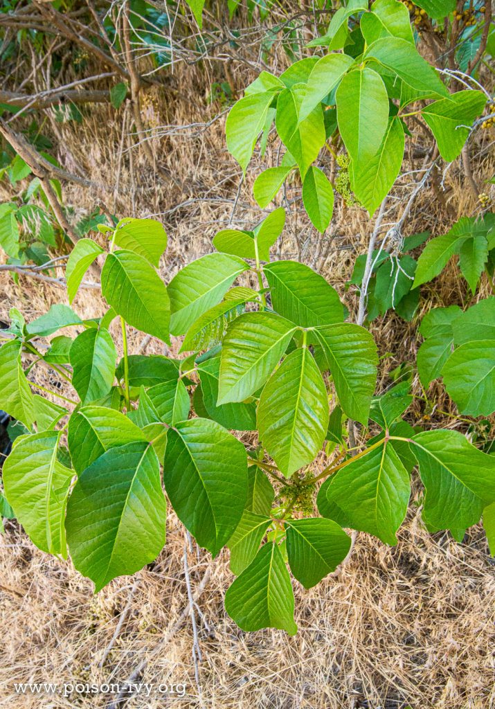 Western Poison Ivy 8 western poison ivy 6 13 119
