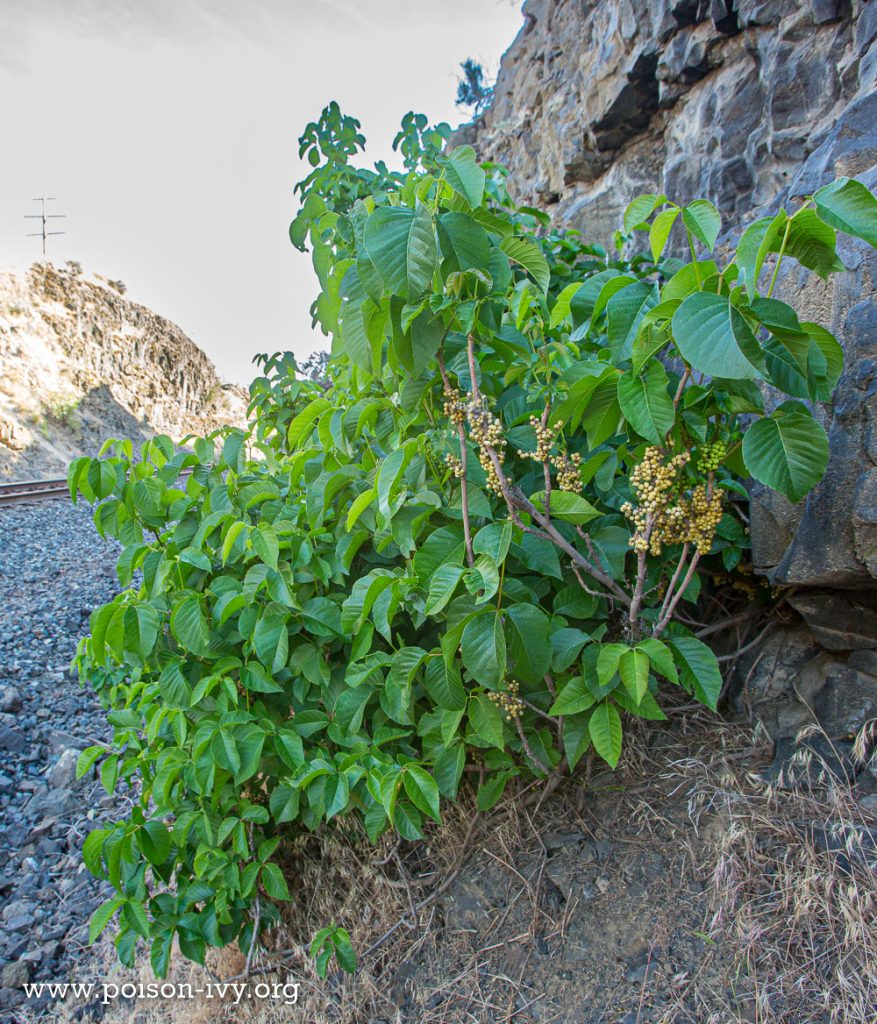 Western Poison Ivy 5 western poison ivy 6 13 149