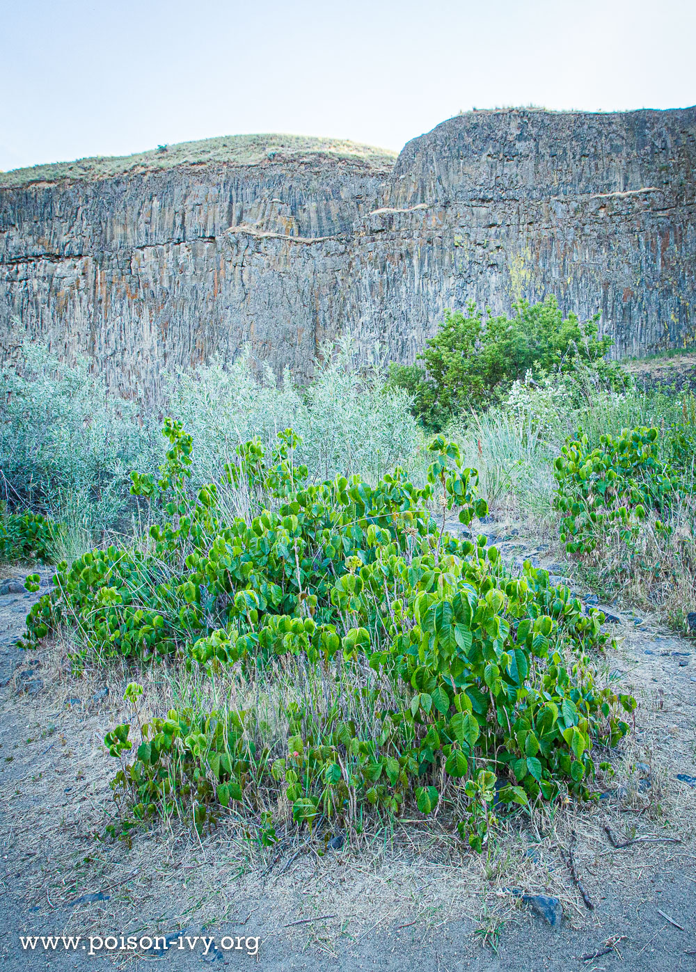 Western Poison Ivy 3 western poison ivy 6 13 178
