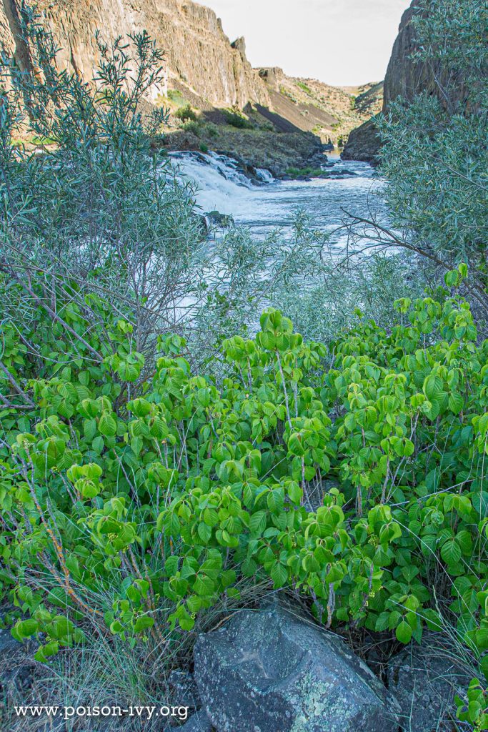 Western Poison Ivy 7 western poison ivy 6 13 182