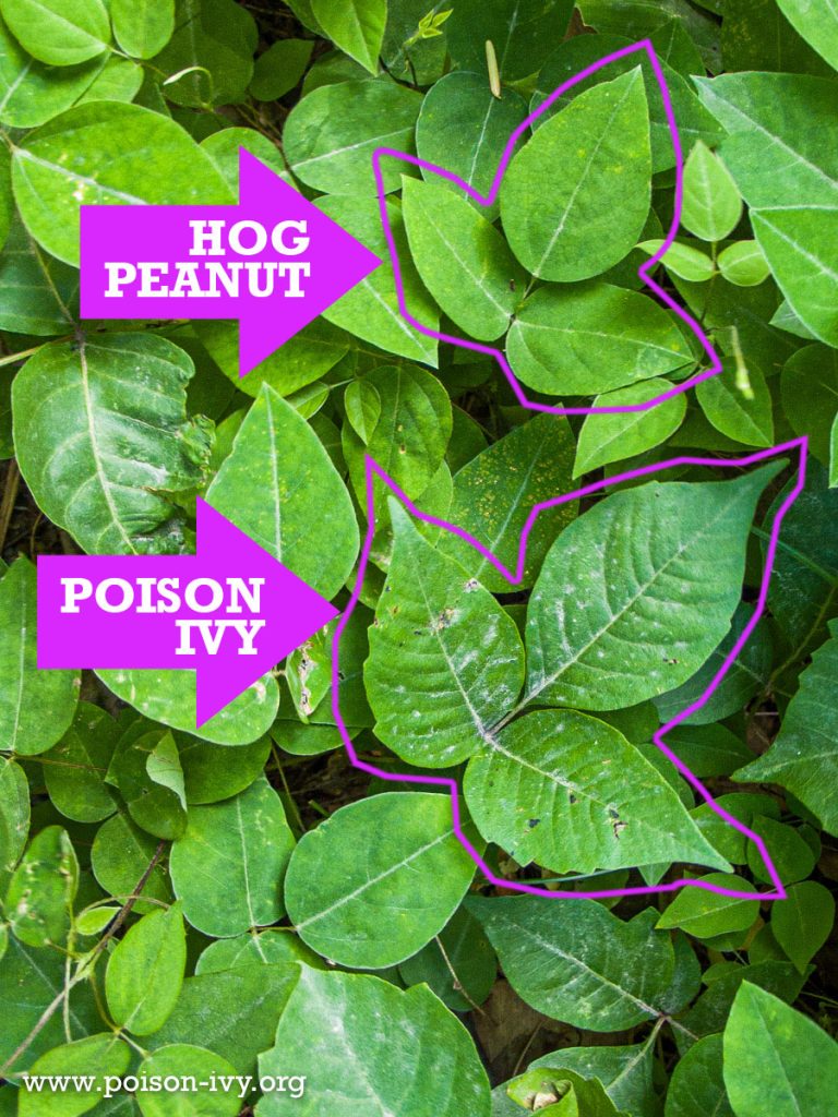 hog-peanut-vs-poison-ivy