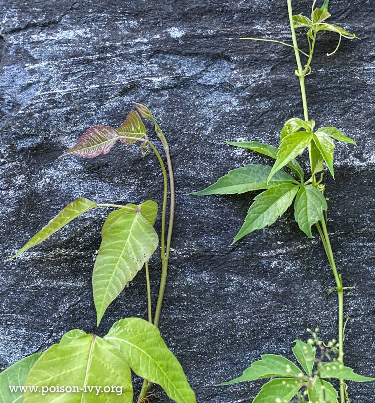 poison-ivy-virginia-creeper