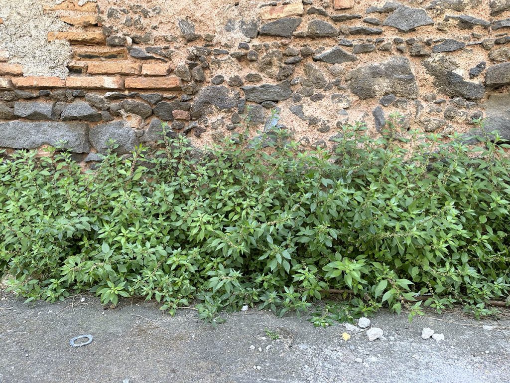 weeds in Italy