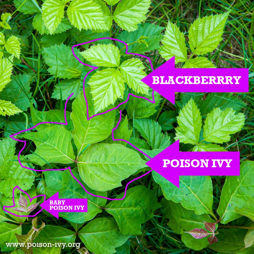 poison-ivy-blackberry