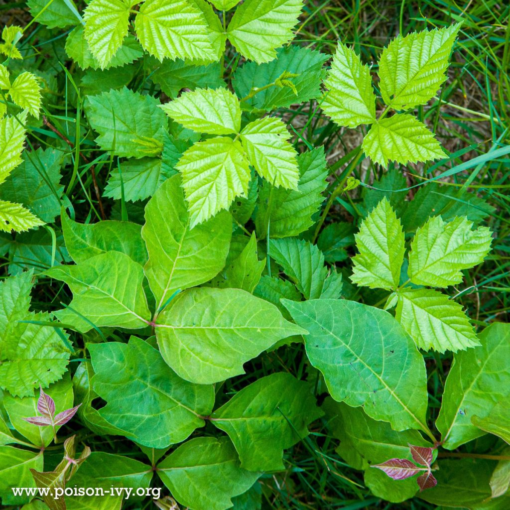 About this Site 2 poison ivy and blackberry