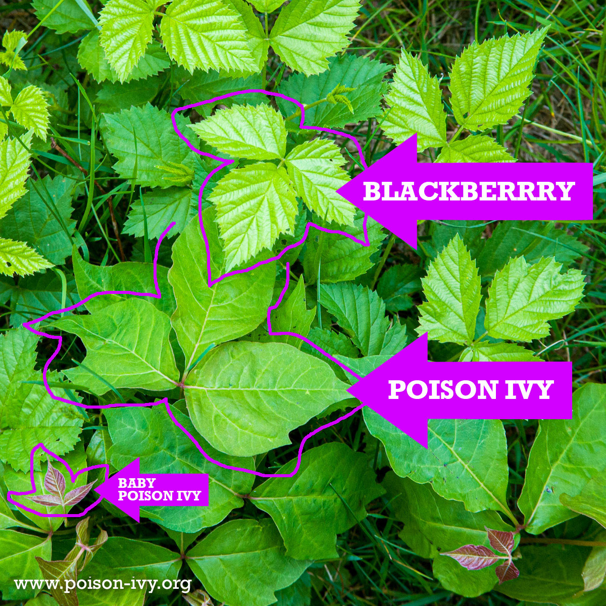 Poison Ivy Leaves Poison Ivy Leaves