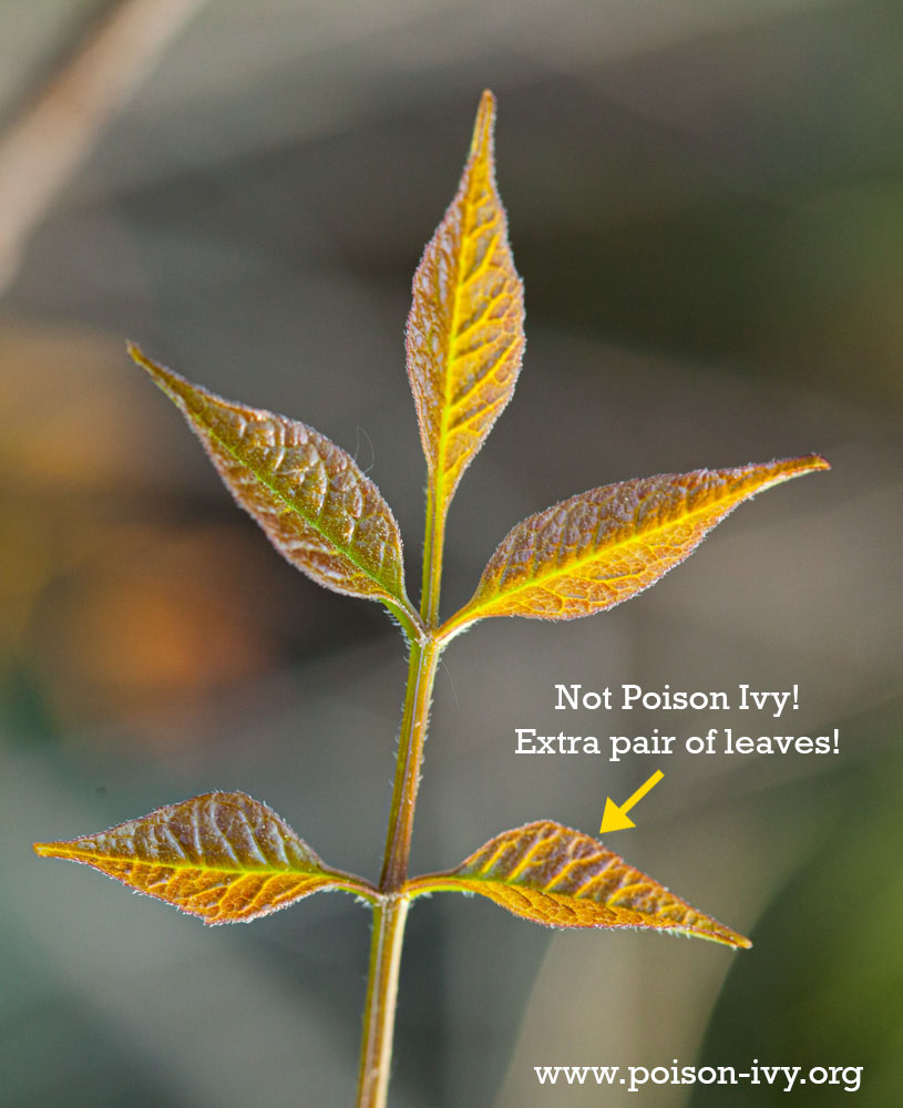 not poison ivy