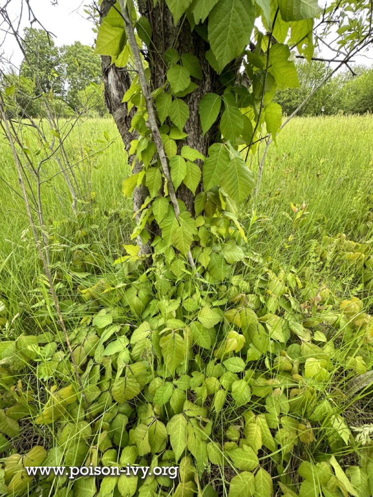 poison ivy ground vine and climbing vine