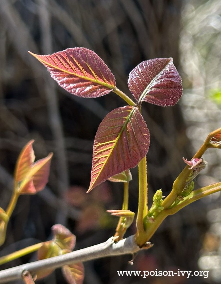 poison ivy in spring