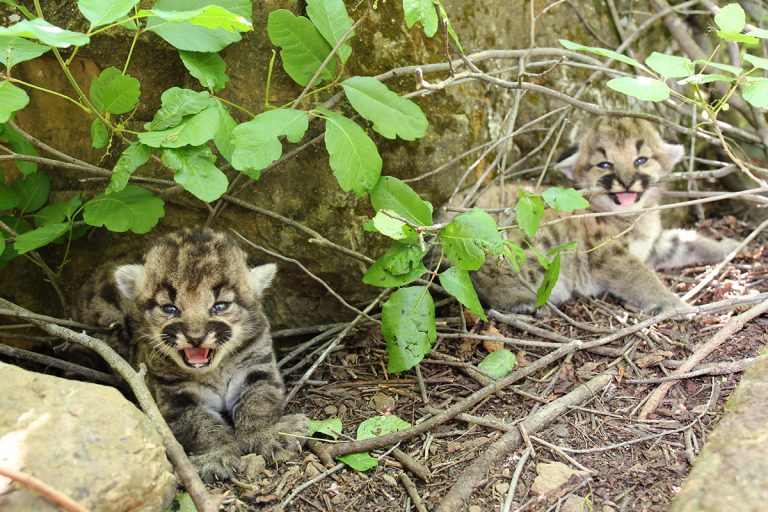 HOME 2 poison-oak-kittens