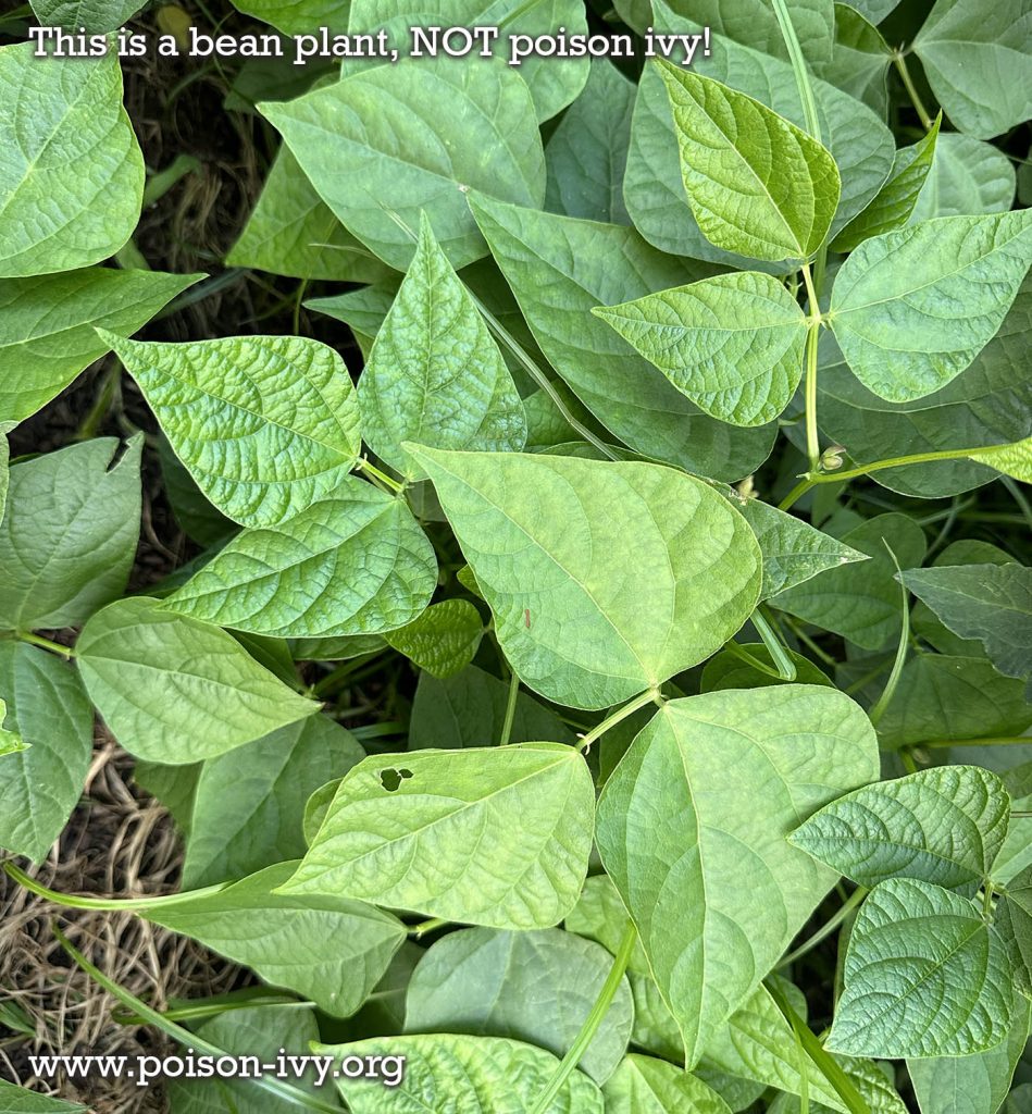 bean plant