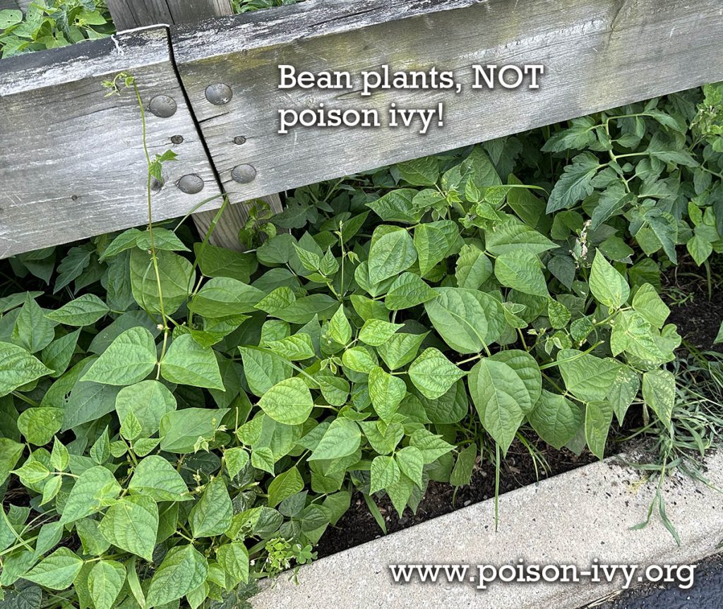 Poison Ivy vs Poison Sumac 2 bean-plants-railing