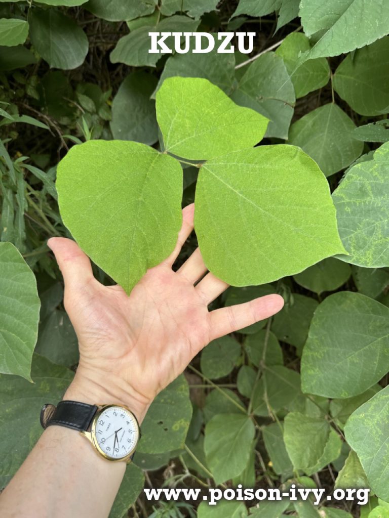 Kudzu, Not Poison Ivy 1 kudzu-with-hand