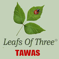Leaves of Three Tawas