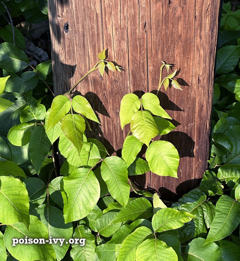 poison-ivy-climbing-race