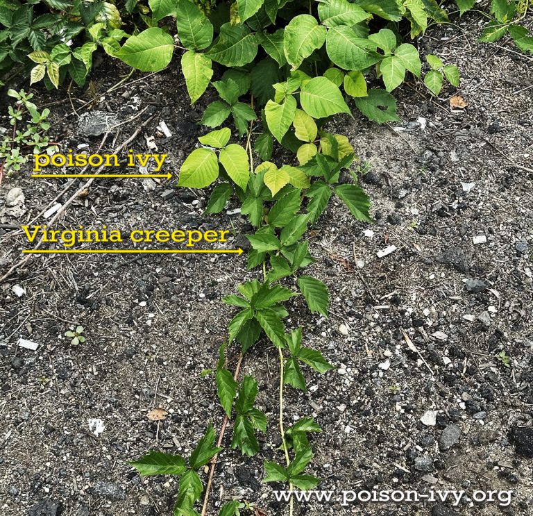 poison ivy vs Virginia creeper