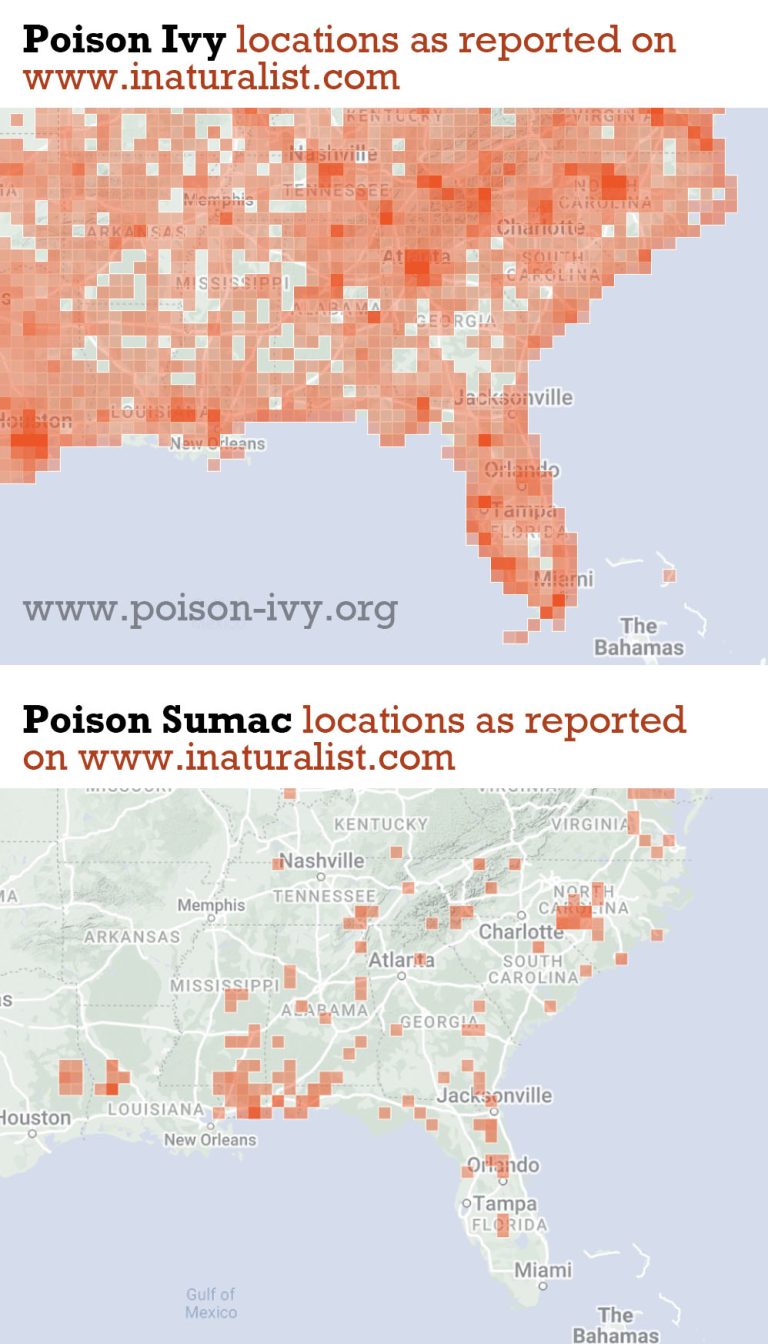 poison-sumac-vs-poison-ivy