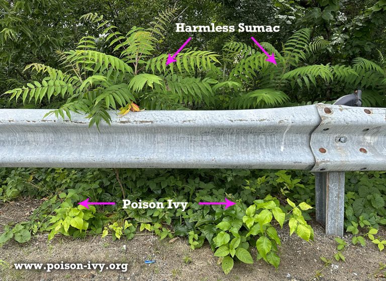poison ivy and harmless sumac