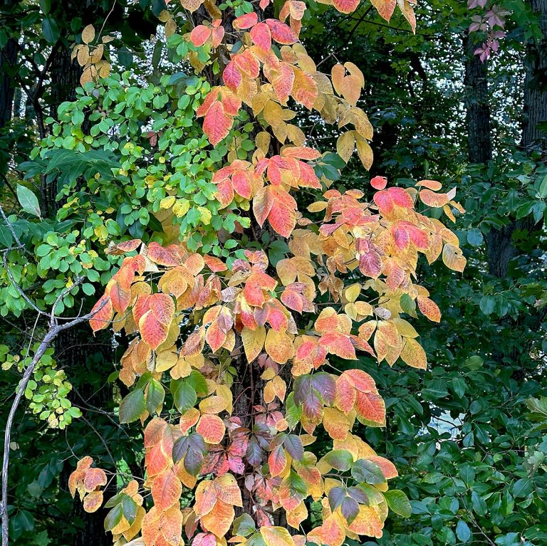 poison ivy in autumn