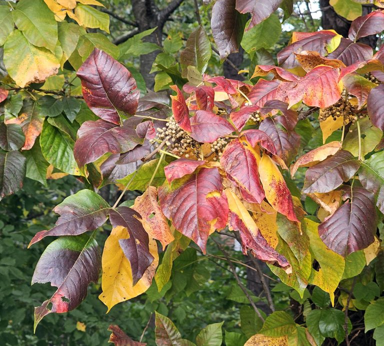 fall poison ivy leaves and berries