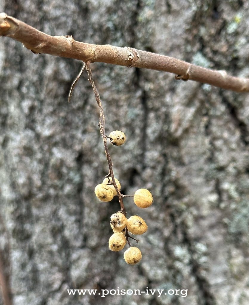 poison ivy berries