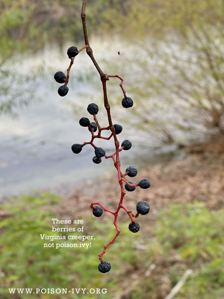 Virginia creeper berries in fall