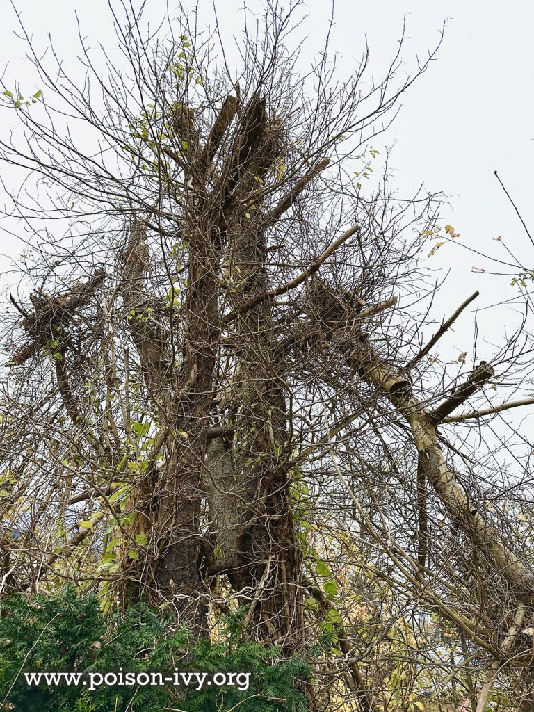 HOME 2 dead tree poison ivy