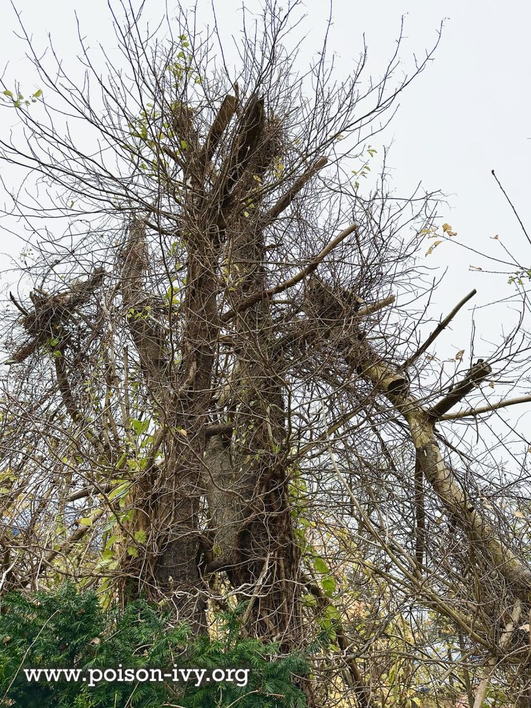 dead tree poison ivy