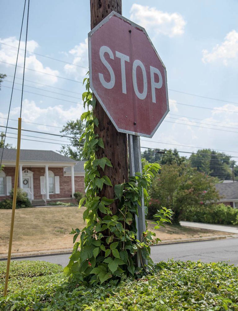 poison-ivy-stop-sign