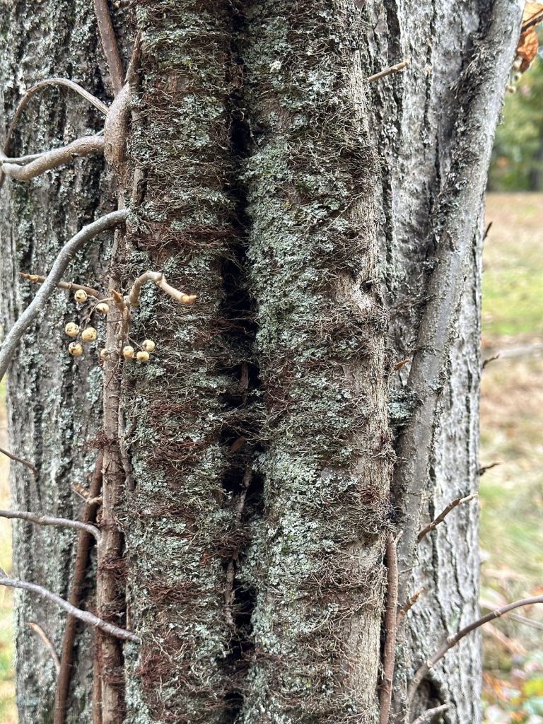 poison-ivy-winter-tree