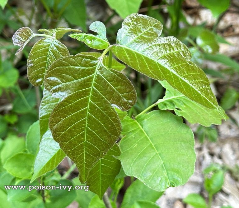 odd poison ivy