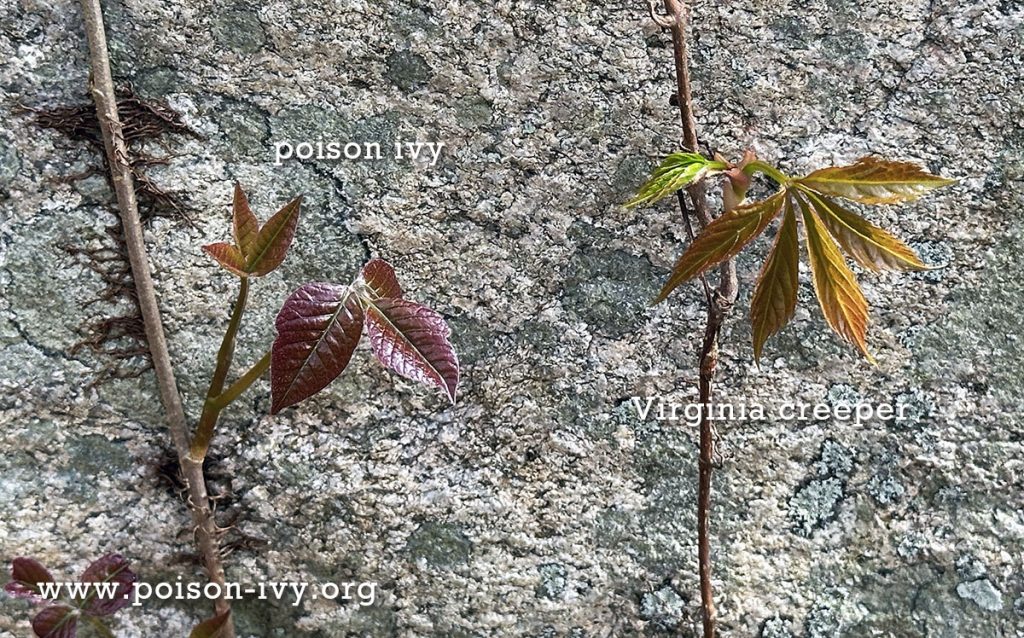 poison-ivy-vs-virginia-creeper